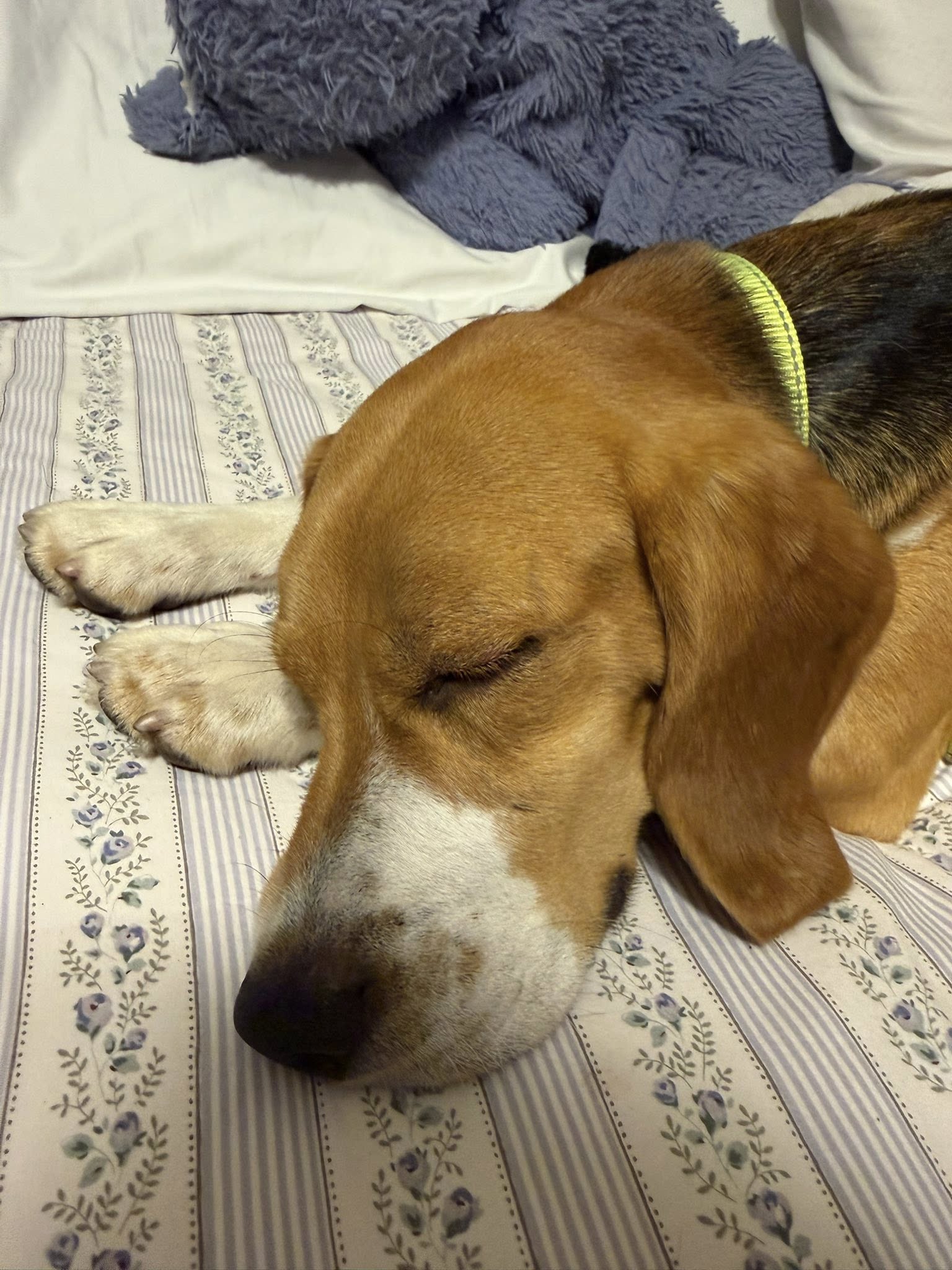 Omelette, a tan, white, and black beagle, asleep and relaxed on a bed