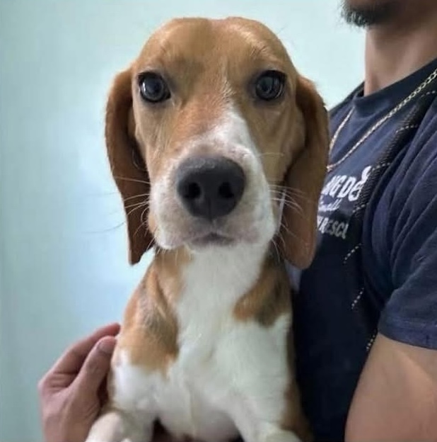 Omelette, a tan and white beagle with gentle brown eyes, held in the arms of a rescuer